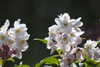 20240504144748-DSCN6420.JPG