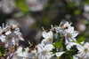 20240504144755-DSCN6421.JPG