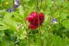 20240504152128-DSCN6464.JPG