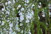 20240504152950-DSCN6476.JPG