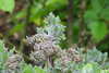 20240504153131-DSCN6479.JPG