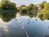 2024-06-26:Chislehurst Ducks
