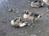 2024-07-04:Chislehurst big goslings
