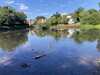 2024-07-18:Chislehurst Ducks
