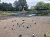 2024-08-22:Chislehurst Ducks
