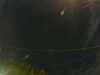 20241005052707-G0017890.JPG