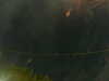 20241005053213-G0017910.JPG