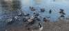 2025-03-18:Chislehurst Goslings
