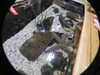 20250420105126-DSCN7429.JPG