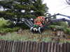20250420125920-DSCN7522.JPG