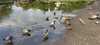 2025-05-20:Chislehurst Ducks
